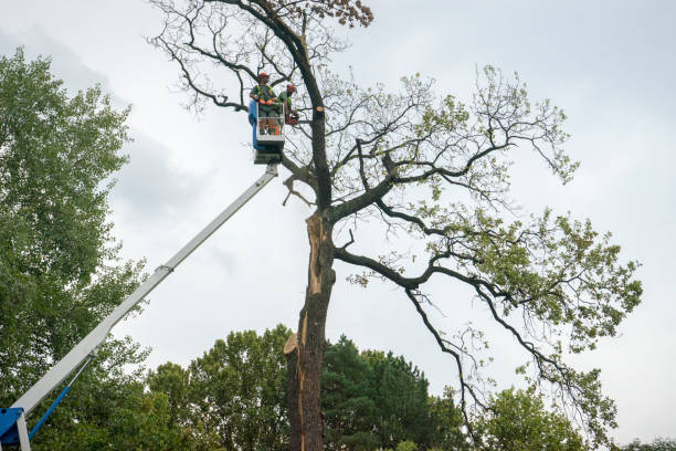 How Our Tree Care Process Works  in  Goleta, CA